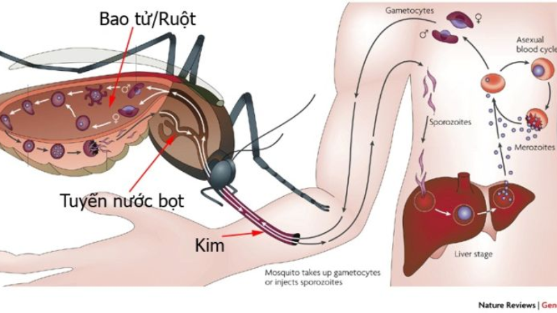 nguyên nhân gây bệnh sốt xuất huyết