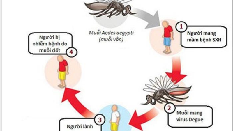 bệnh sốt xuất huyết