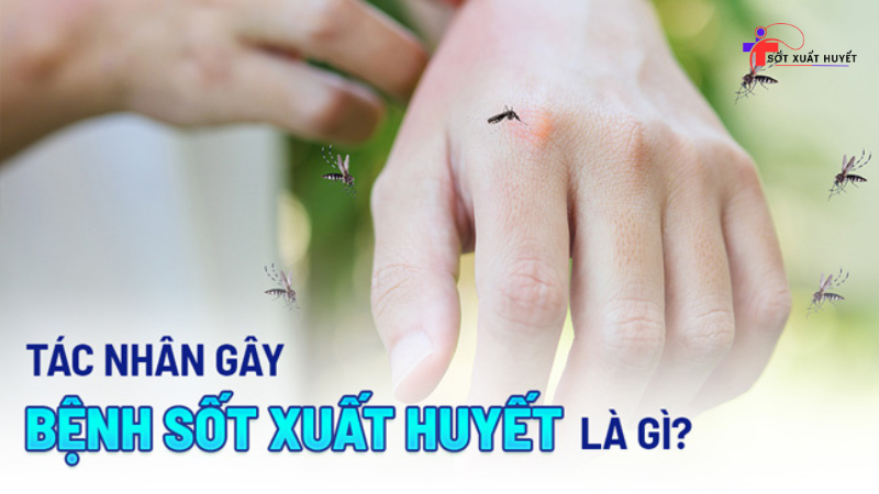 tác nhân gây bệnh sốt xuất huyết